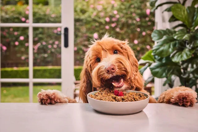 Why Choosing the Cheapest Pet Food Is Costing You More Money