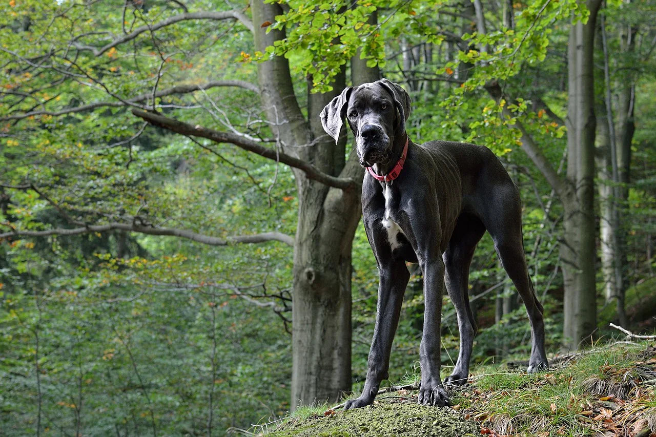 Feeding Your Large Breed Puppy: Why It’s a Big Deal
