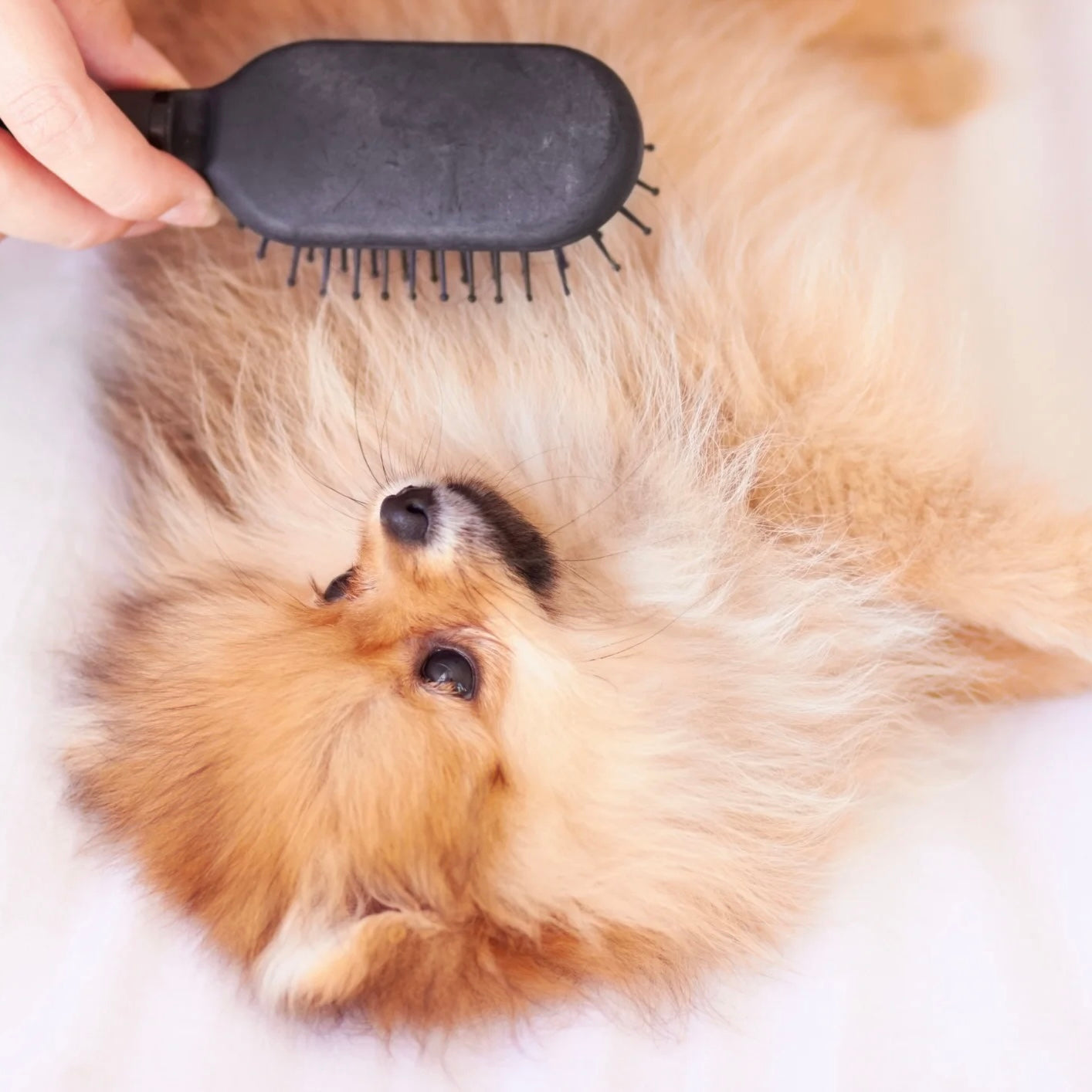 Dog Grooming