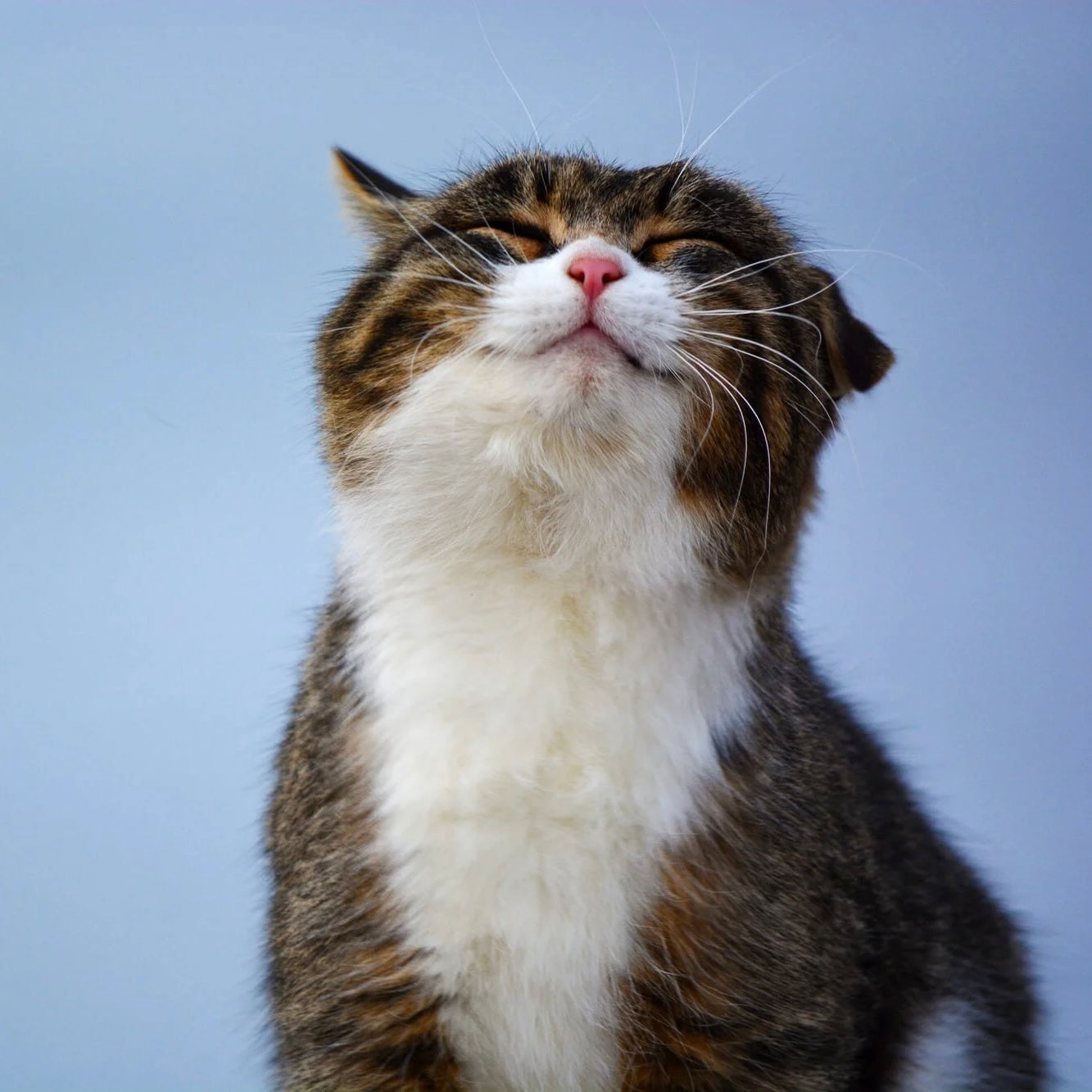 Cat Health