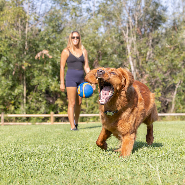Chuck It - Ultra Squeaker Ball