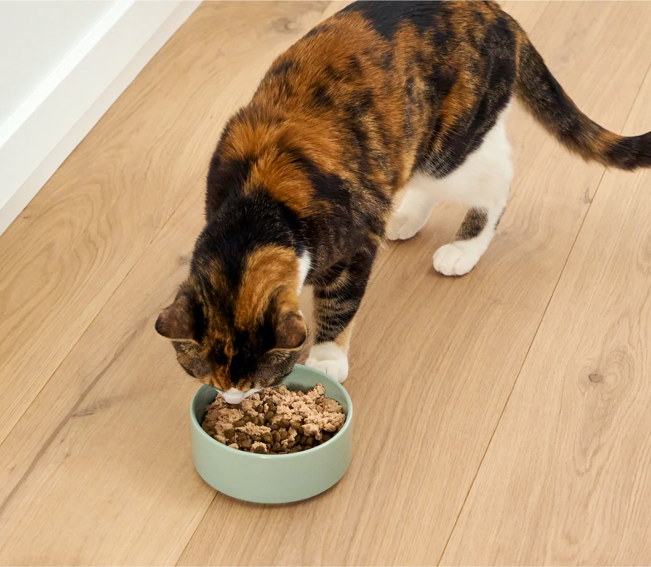 Open Farm Cat - Meal Topper - Salmon & Cod