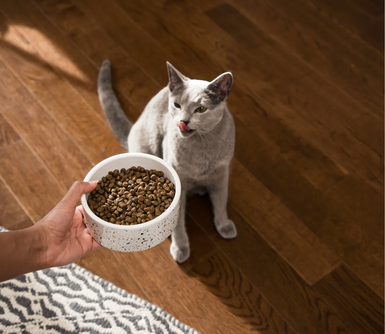 Open Farm Cat - Whitefish *Limited Stock