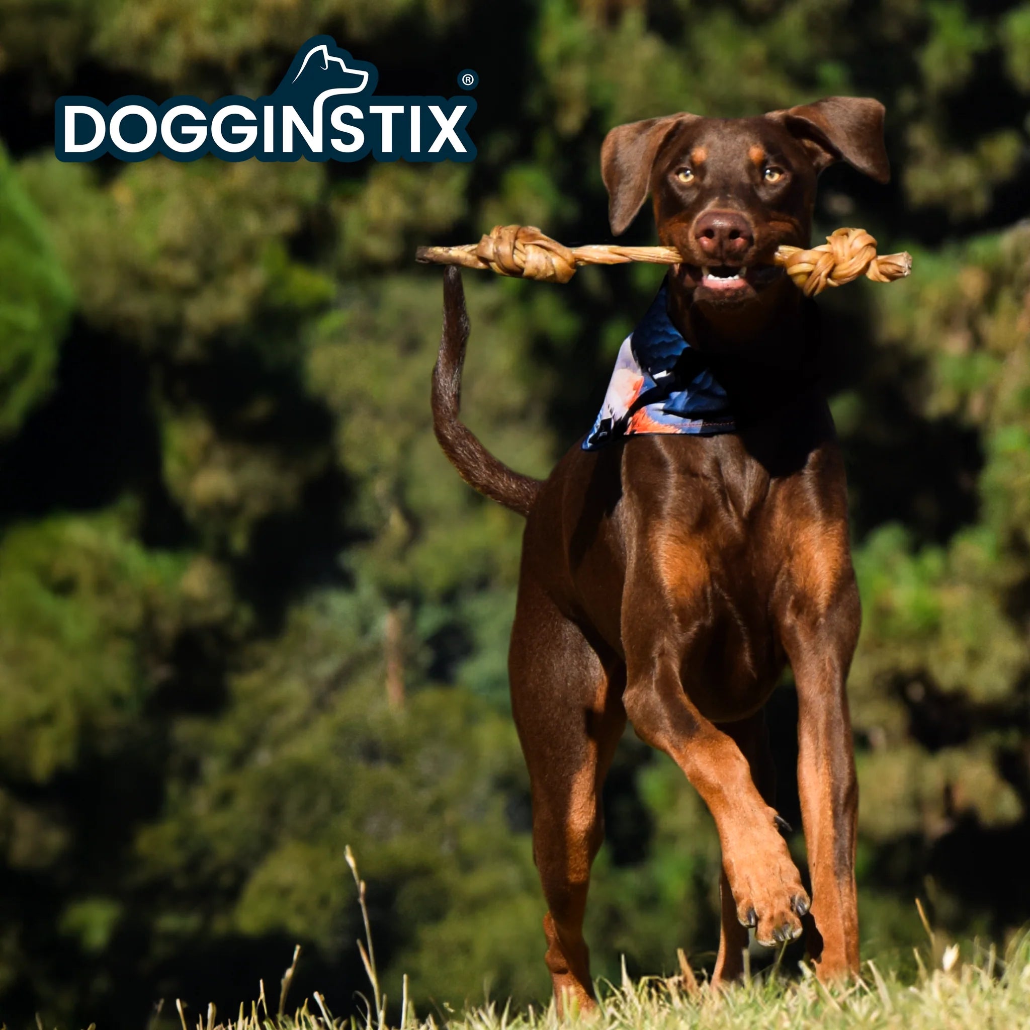 Dogginstix - Braided Lamb Collagen Double Knots