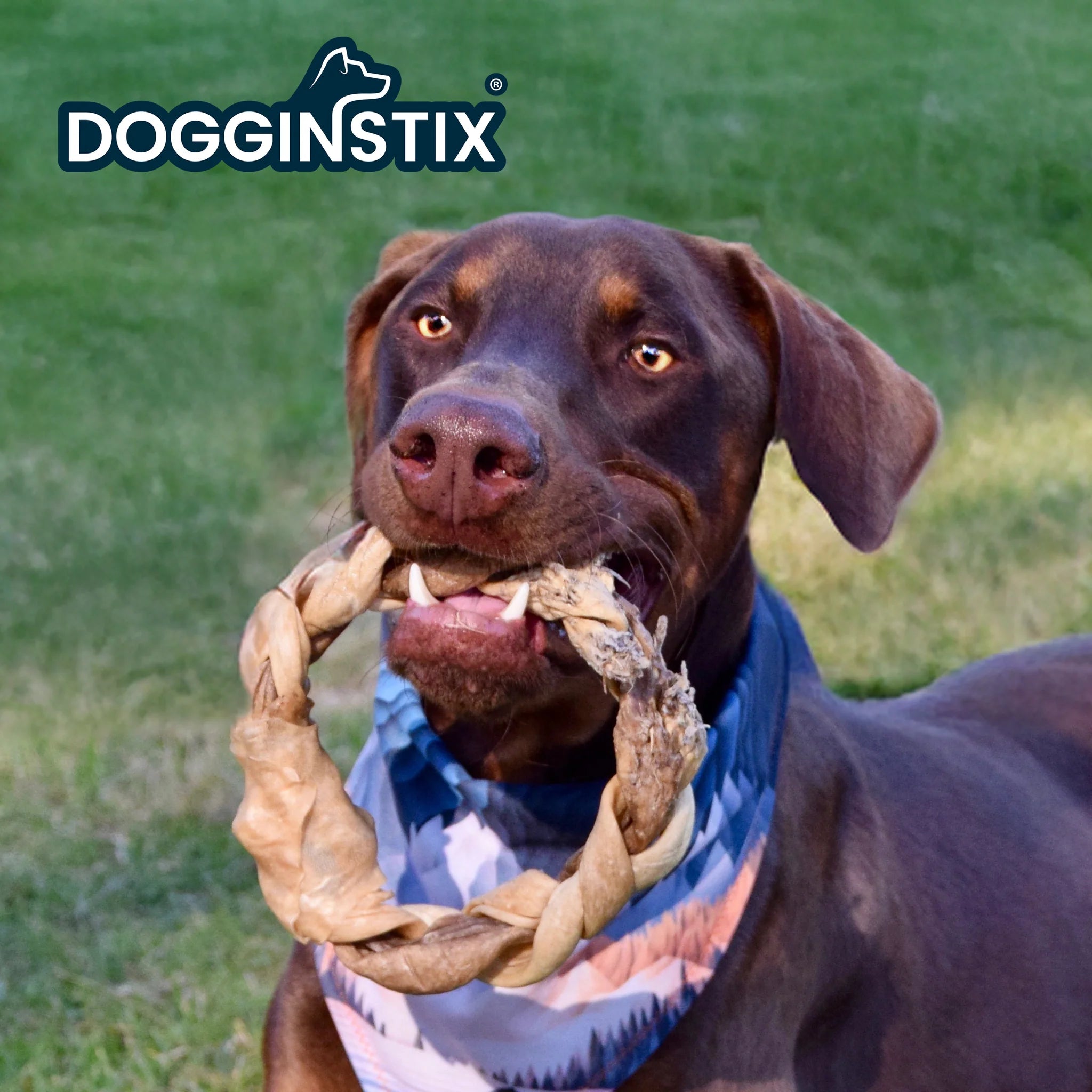 Dogginstix - Braided Lamb Collagen Ring