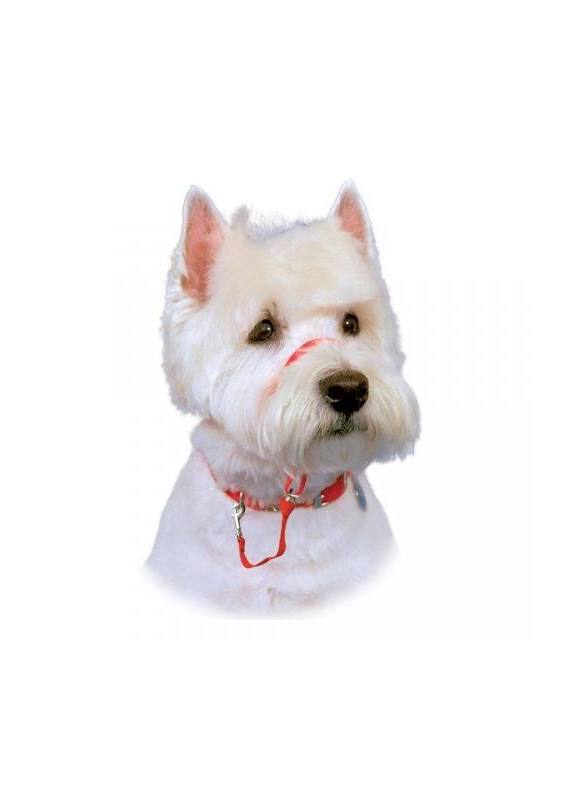 Company of Animals - Halti Headcollar